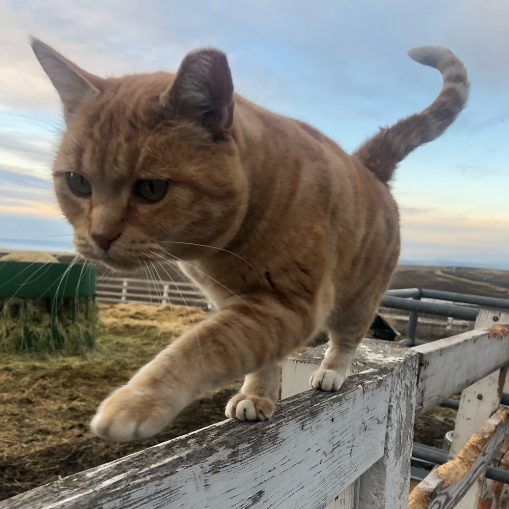 Meet your Posher, Michelle